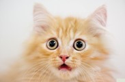 surprisedcat
