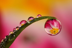 macro-photography (3)